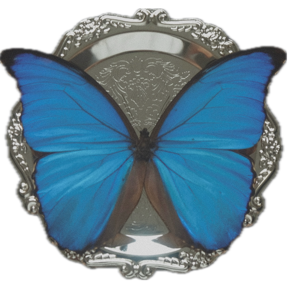 butterfly on silver tray